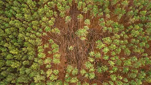 Blich auf den Kiefernwald von oben mit gefällten Bäumen