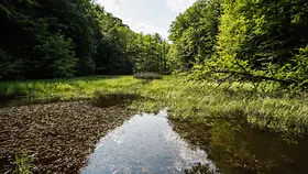 Eine Lichtung mitten im Wald mit grünen Bäumen und Wiese. 