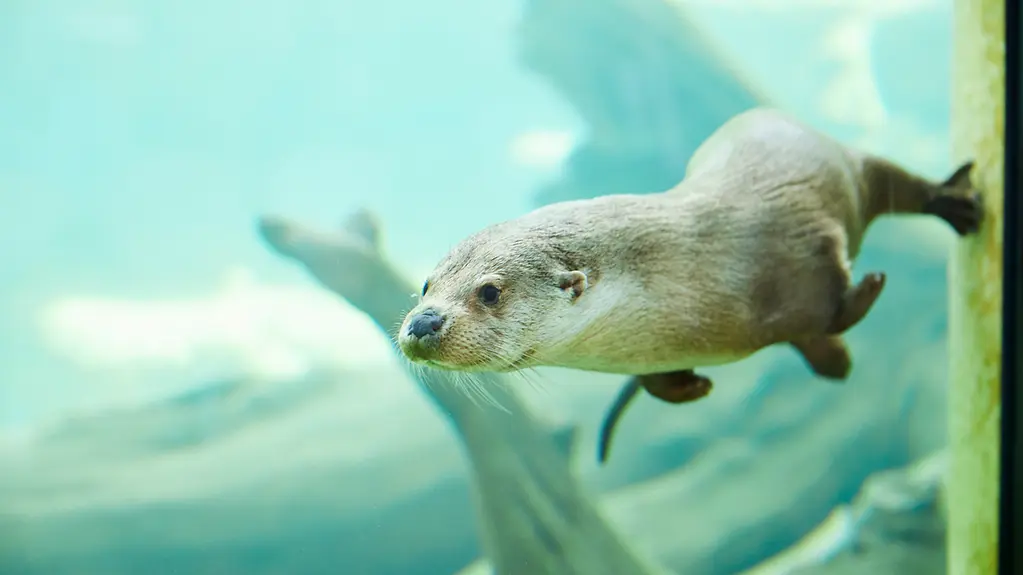 Ein Otter taucht durch das Wasser 