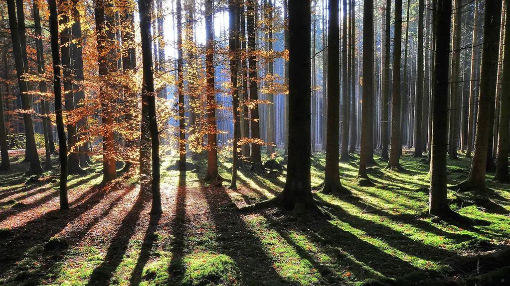 Wald im Herbstlicht