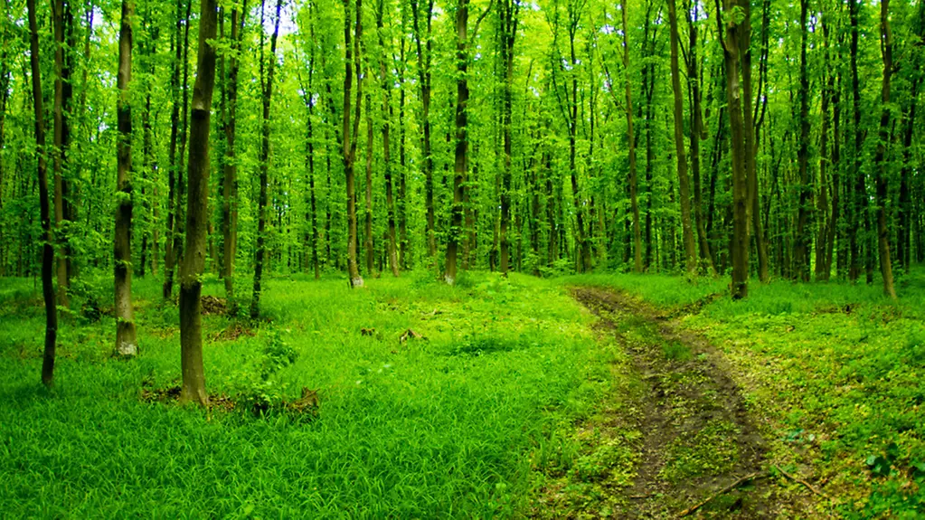 Laubwald