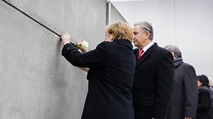 Bundeskanzlerin Angela Merkel steckt eine Rose zwischen die Steine der ehemaligen Grenzanlage an der Bernauer Straße.
