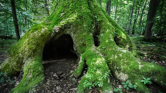 Mit Moos überwucherter Baumstamm