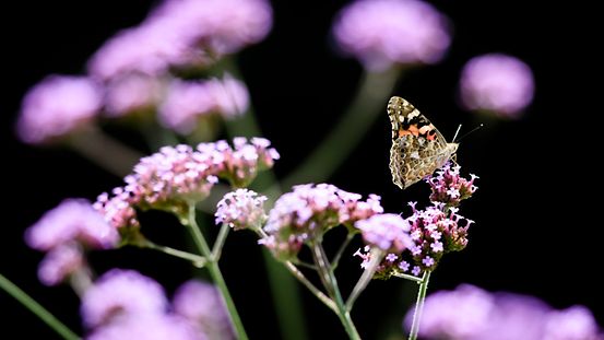 Ein Schmetterling inmitten von Blumen