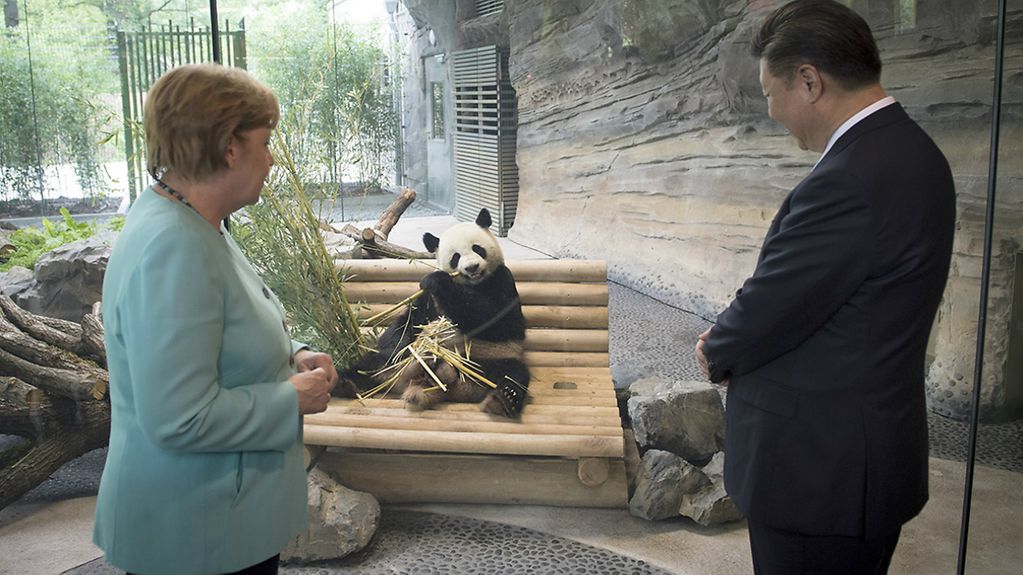 Kanzlerin Merkel und der chinesische Staatspräsident Xi betrachten den Pandabären, der an Bambus knabbert.