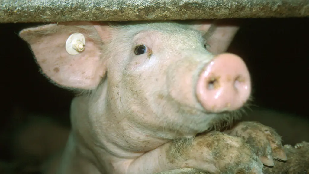 Schwein
