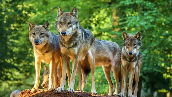 Europäischer Grauer Wolf, Canis lupus, Wolfsrudel,, Germany, Wölfe