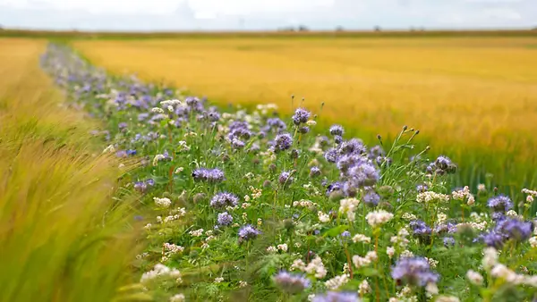 Ein Streifen mit Feldblumen zwischen zwei Getreidefeldern.