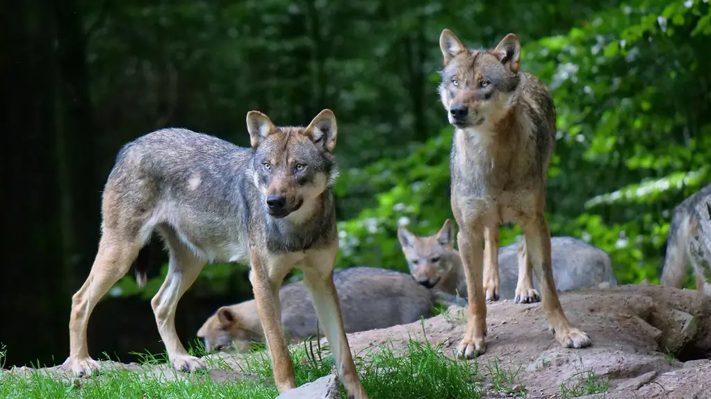 Auf dem Foto zu sehen ist ein Wolfspaar im Wald.