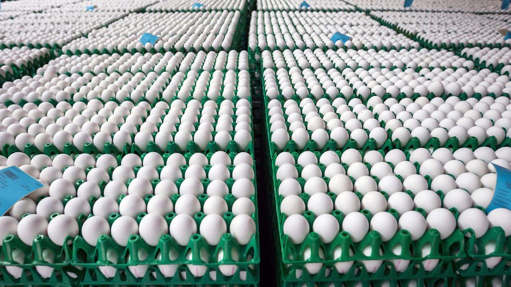 Viele weiße Eier auf Palletten