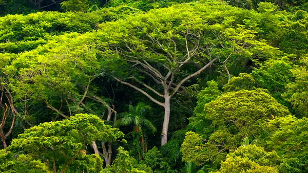Dichter Atlantischer Regenwald auf der Ilha do Cardoso im Bundesstaat Sao Paulo.