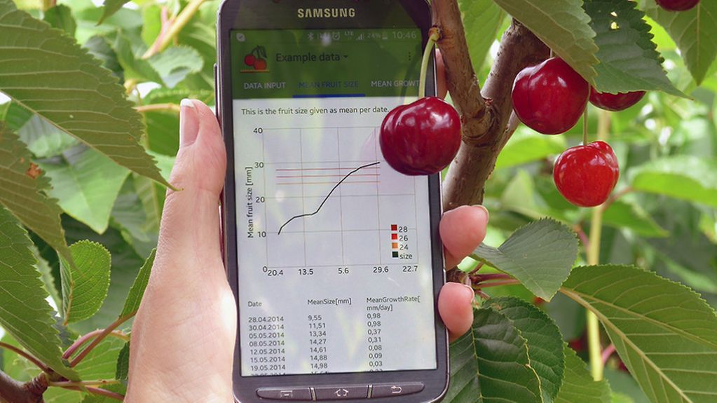 Eine Hand Hält ein Smartphone mit der Landwirtschafts-App vor einen Kirschbaum.