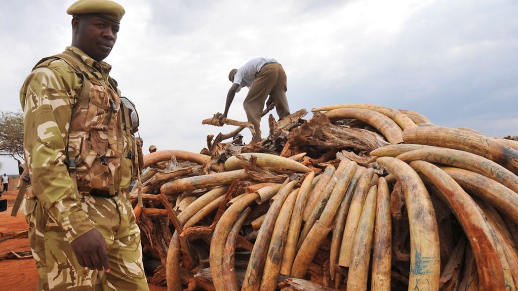 Illegales Elfenbein wird in Kenia zur Verbrennung aufgeschichtet.