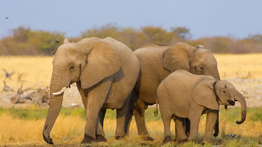 Elefantenkuehe mit Jungtier an einer Wasserstelle, Namibia, Oshikoto, Etoscha Nationalpark, Riedfontein Fountain