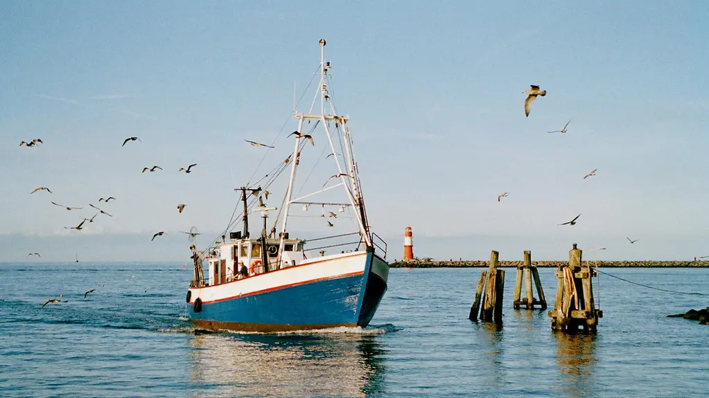 Fischkutter umgeben von Möwen auf der Ostsee, im Hintergrund ein Leuchtturm