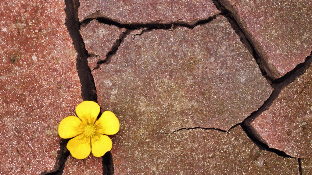 A small yellow flower grows out of cracked, dried earth.