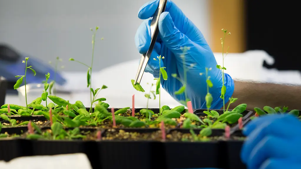 Hände eines Wissenschaftlers in einem Molekularbiologie-Labor bei der Durchführung einer DNA-Extraktion aus Pflanzen.