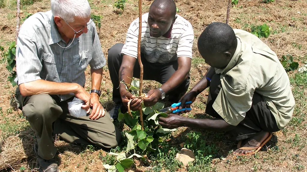 Senior Experte erklärt in Uganda, wie man im eigenen Weinberg Rebstöcke vermehrt