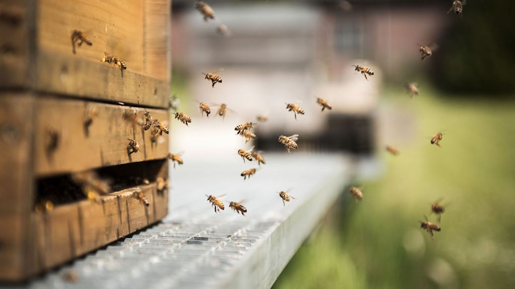 Bienen fliegen zum Bienenstock ein und aus, um Pollen und Nektar zu transportieren.