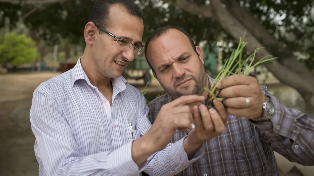 Entwicklungshelfer auf einer Dattel-Farm in Jordanien