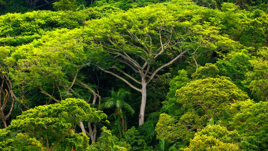 Dichter Atlantischer Regenwald auf der Ilha do Cardoso im Bundesstaat Sao Paulo