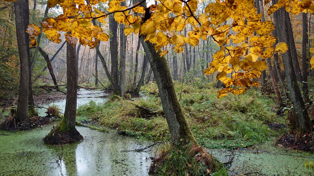 Bunt gefärbte Blätter sind an einem Luch im Stobbertal in der Märkischen Schweiz im Landkreis Märkisch-Oderland nahe Buckow (Brandenburg) zu sehen.Natur Landschaft