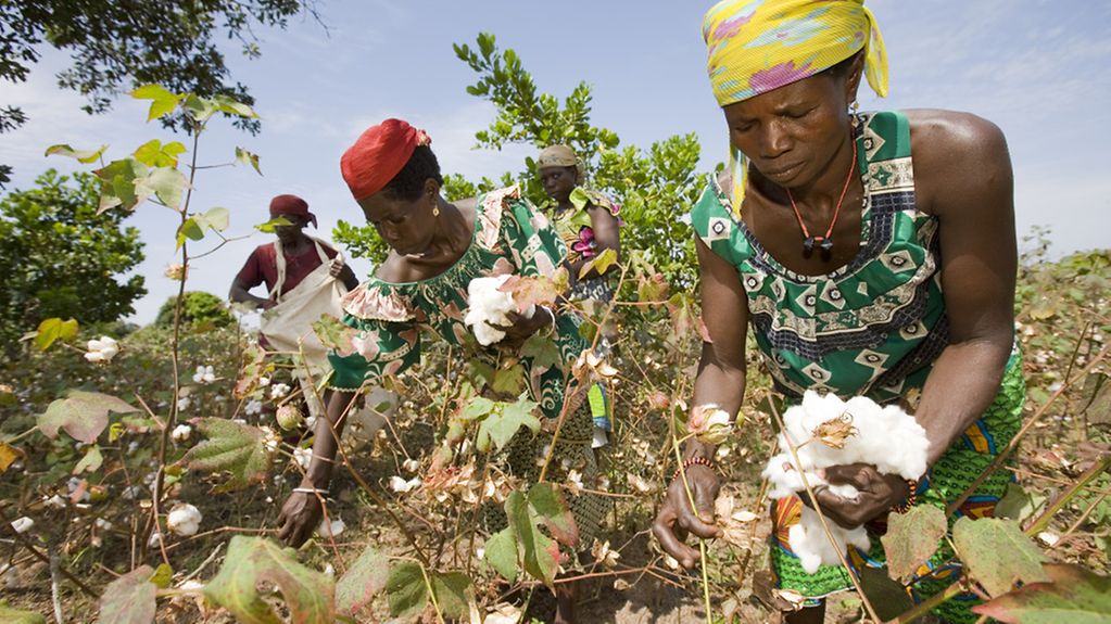 Cotton pickers harvest cotton in Kouande District, Benin as part of the Cotton Made in Africa project.