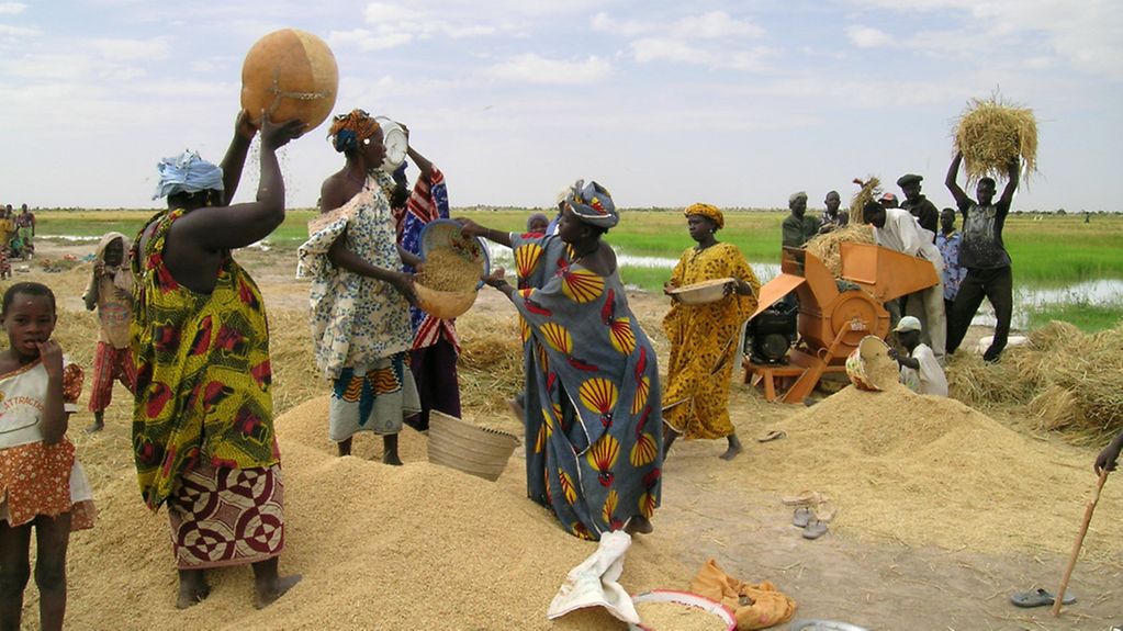 Afrikanische Frauen beim Wörfeln von Reis.