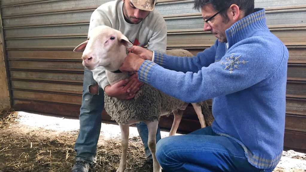 Wikelski und ein Helfer bringen einen Sender an einem Schaf an.