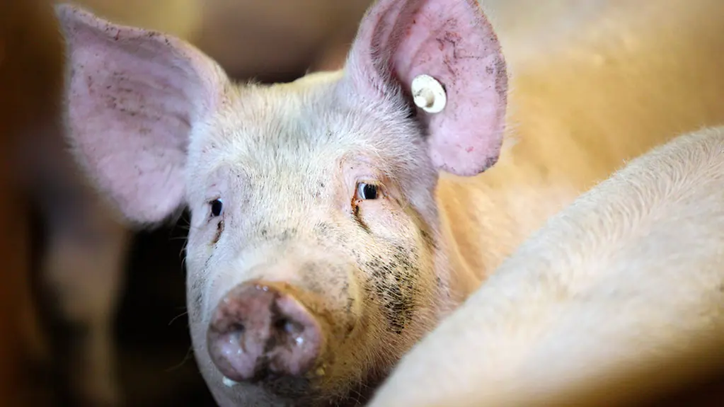 Ein Schwein schaut neugierig zu dem Fotografen.