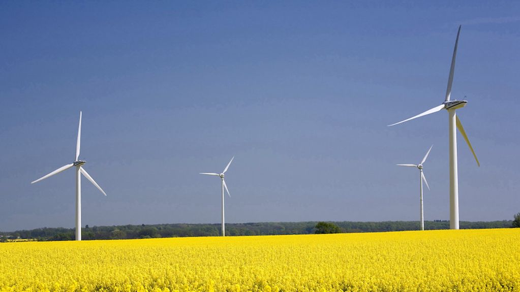 Wind turbines in a field of oilseed rape in full bloom