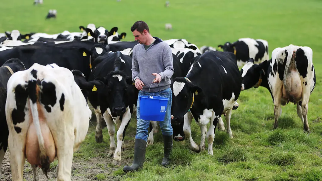 Der Landwirt und Milchbauer Tobias Miebach gibt in Hennef seinen Kühen Kraftfutter.