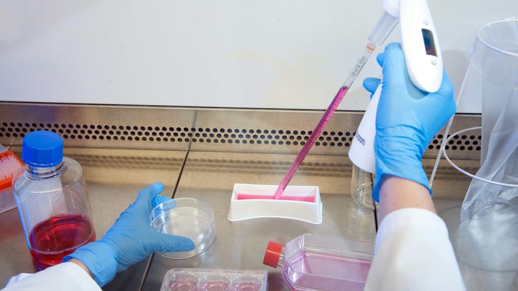 Pipettieren von Zellkulturen in Nährmedium unter sterilen Bedingungen