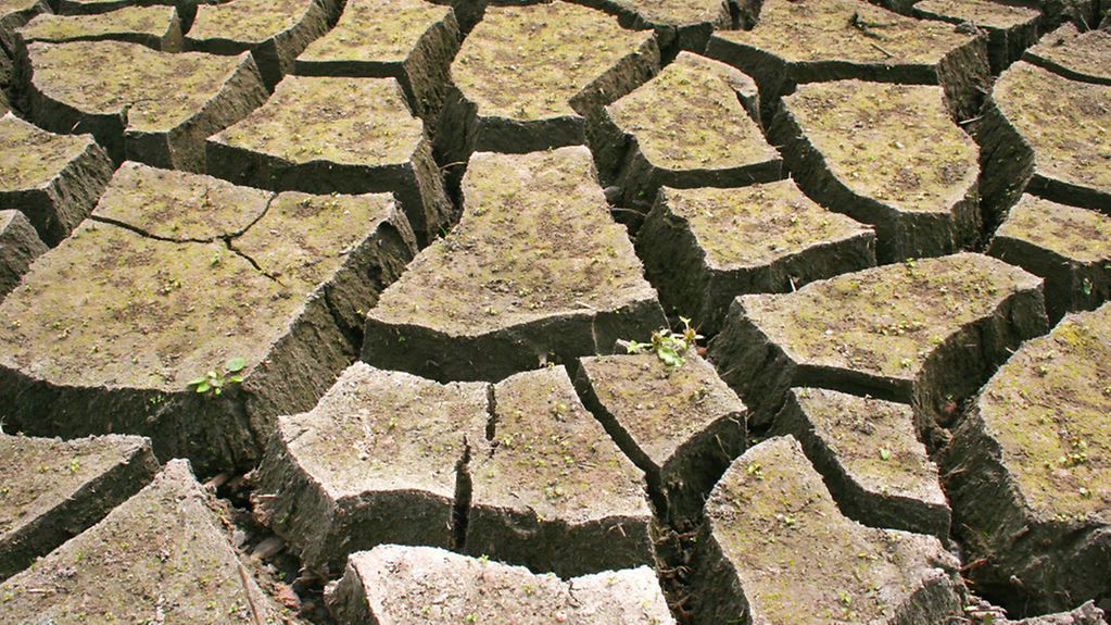Cracks in the dried earth of a dried up lakebed in Germany