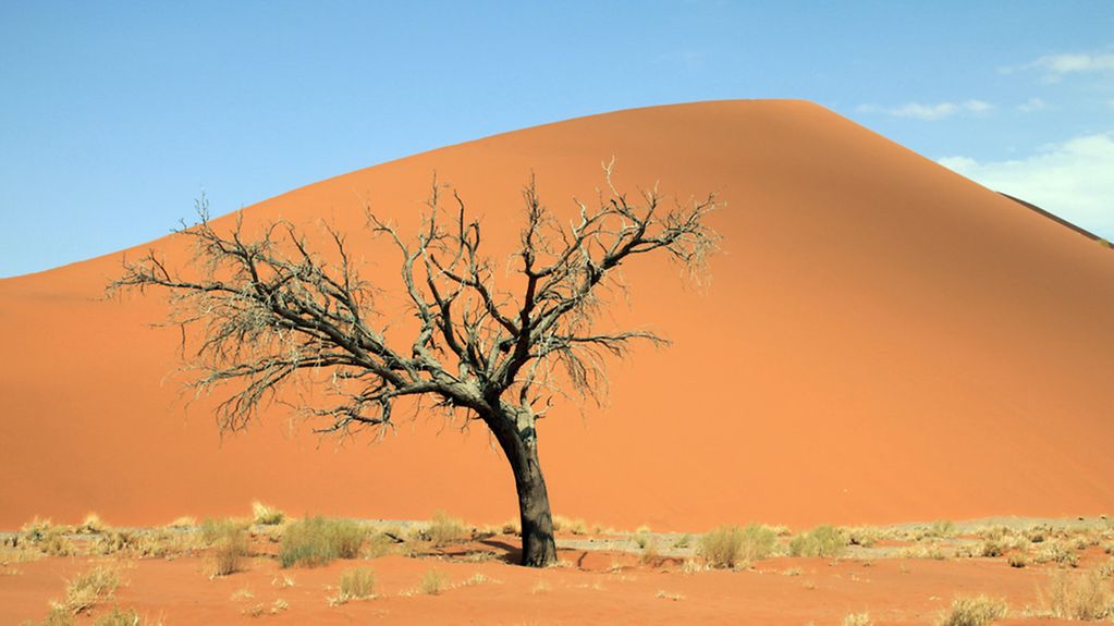Baum in der Namibwüste