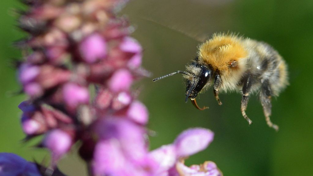 Eine Biene fliegt eine Blüte an.
