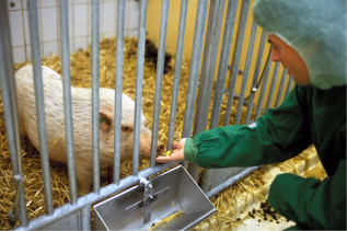 Eine Tierpfleger füttert ein Schwein im Stall.