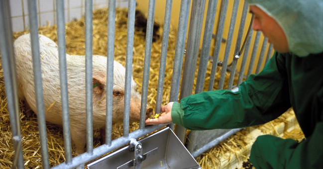 Eine Tierpfleger füttert ein Schwein im Stall.